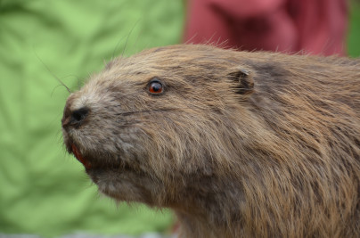 Entdeckungstour auf Biberspur